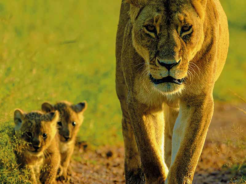 Roman Wildlife Foundation foto
