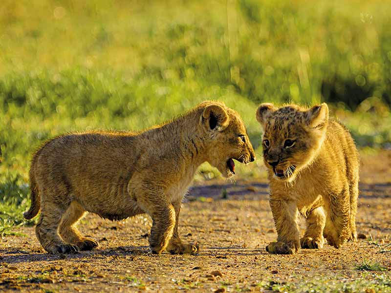 Roman Wildlife Foundation foto