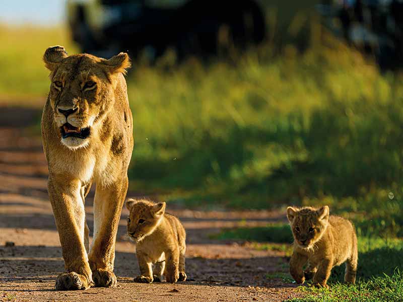 Roman Wildlife Foundation foto