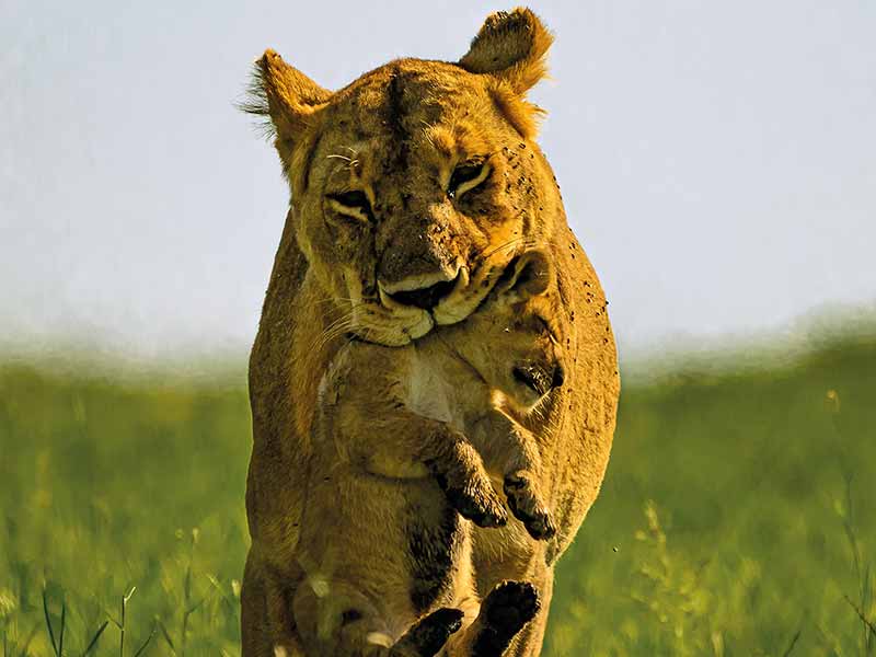 Roman Wildlife Foundation foto