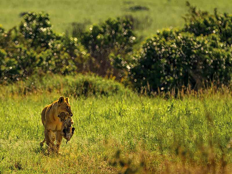 Roman Wildlife Foundation foto