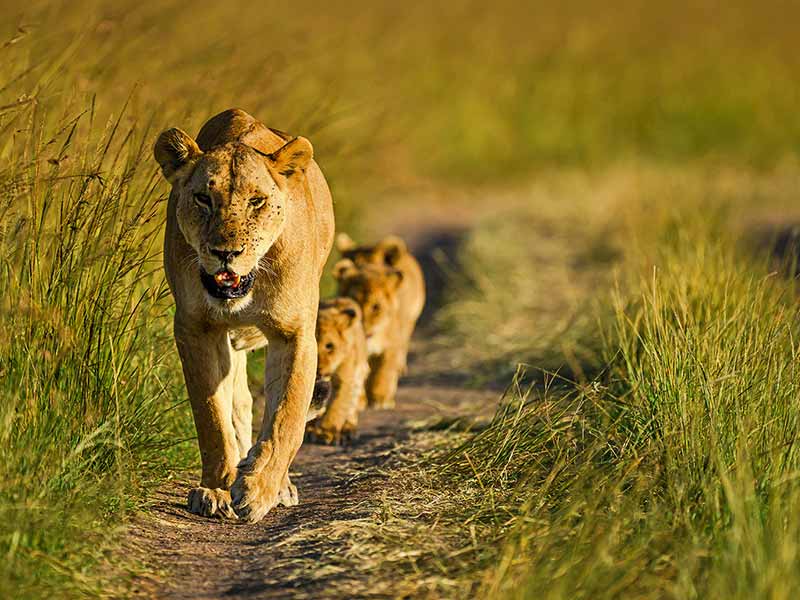 Roman Wildlife Foundation foto