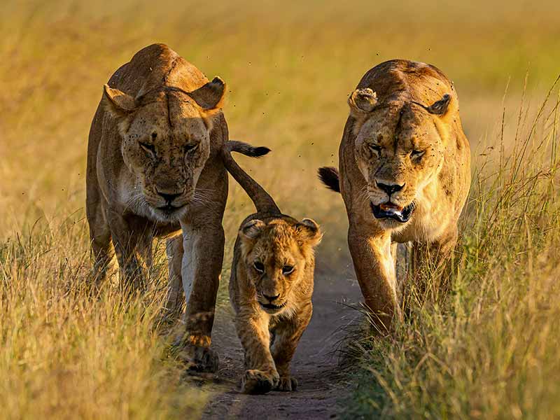 Roman Wildlife Foundation foto