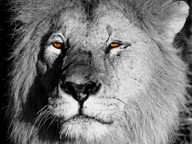 Roman Wildlife Foundation foto
