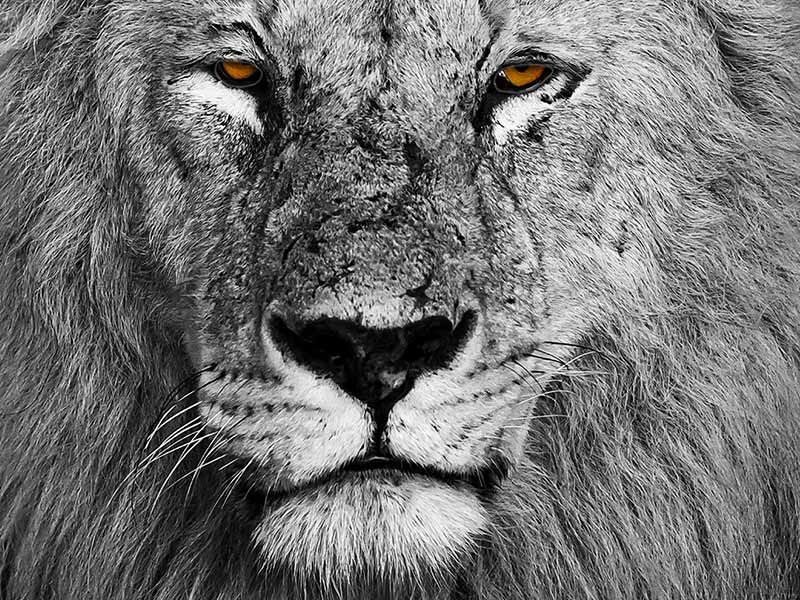 Roman Wildlife Foundation foto