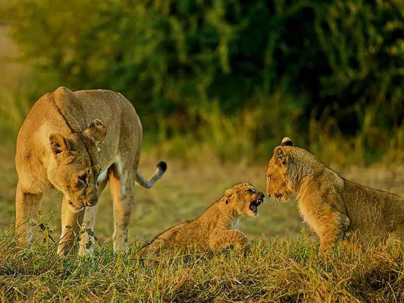 Roman Wildlife Foundation foto