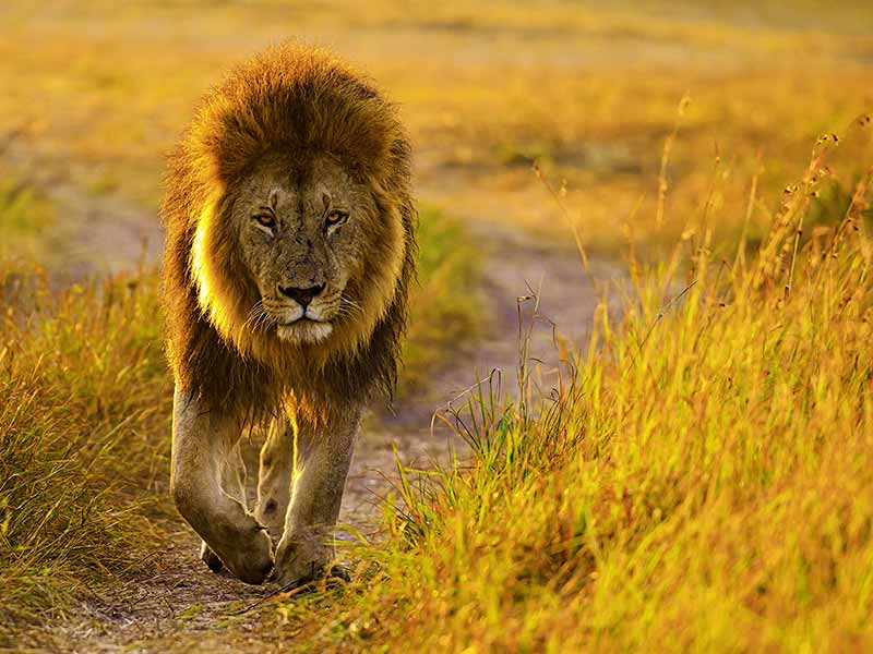 Roman Wildlife Foundation foto