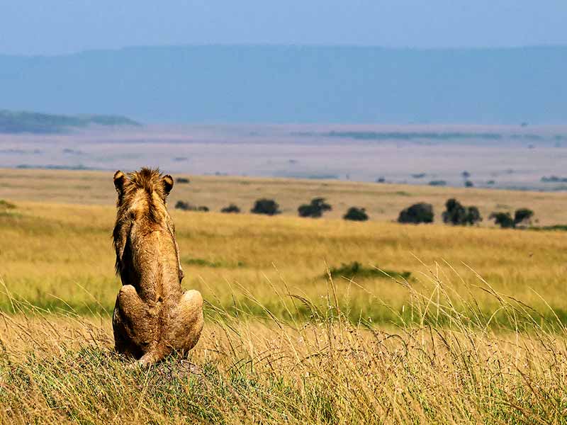 Roman Wildlife Foundation foto