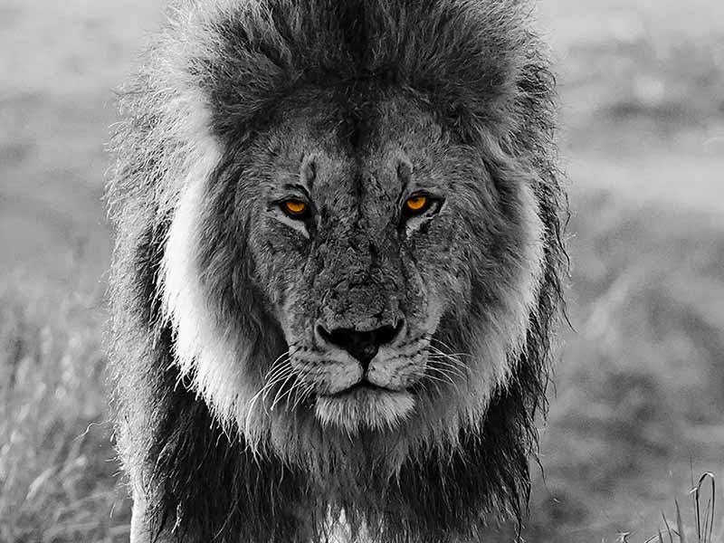 Roman Wildlife Foundation foto