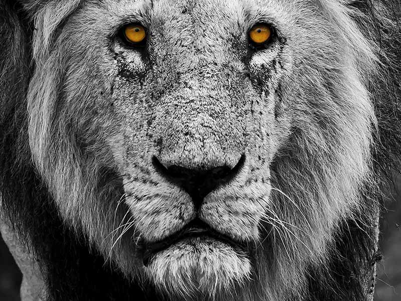 Roman Wildlife Foundation foto