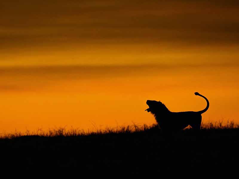 Roman Wildlife Foundation foto