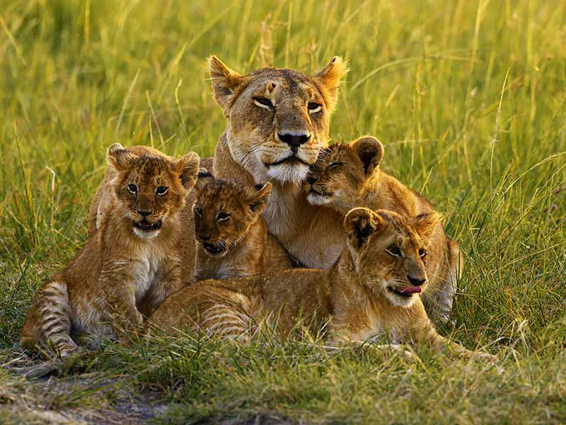 Roman Wildlife Foundation foto