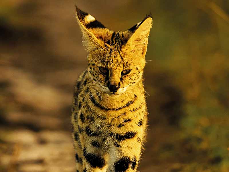 Roman Wildlife Foundation foto