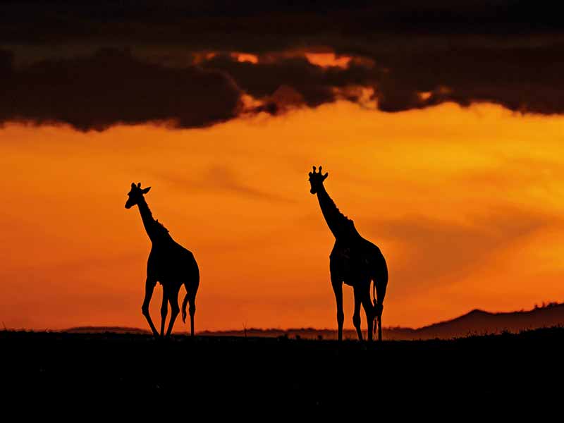 Roman Wildlife Foundation foto