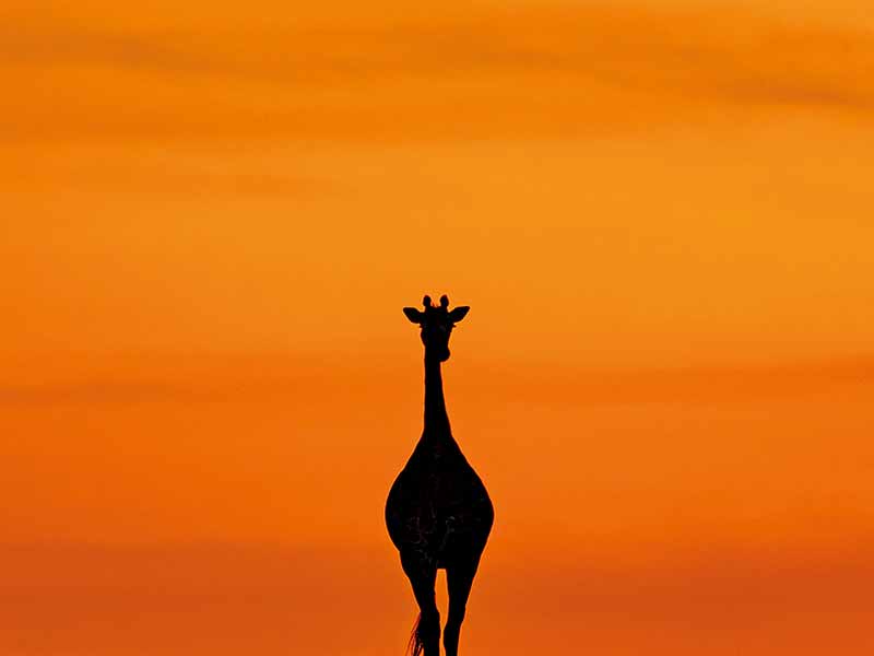 Roman Wildlife Foundation foto