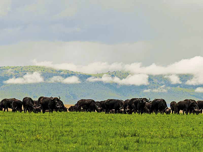 Roman Wildlife Foundation foto