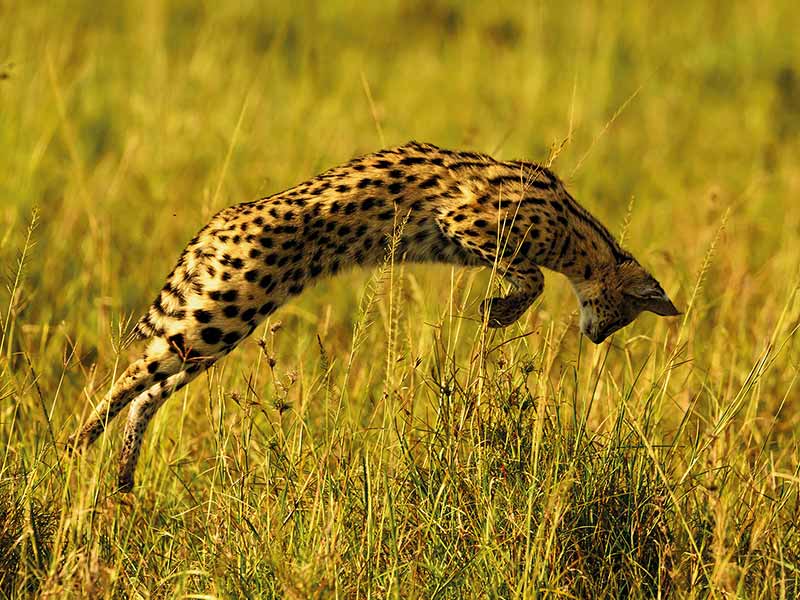 Roman Wildlife Foundation foto