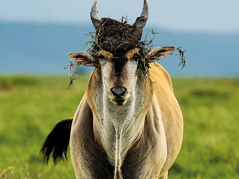 Roman Wildlife Foundation foto