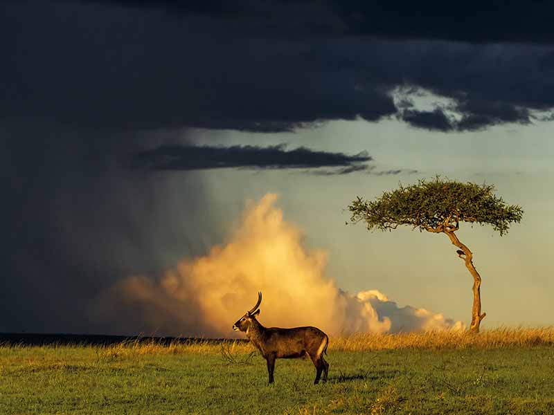 Roman Wildlife Foundation foto