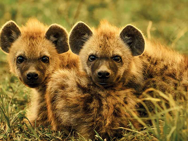 Roman Wildlife Foundation foto