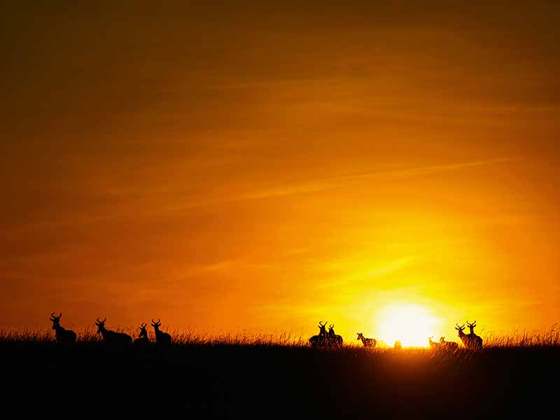 Roman Wildlife Foundation foto