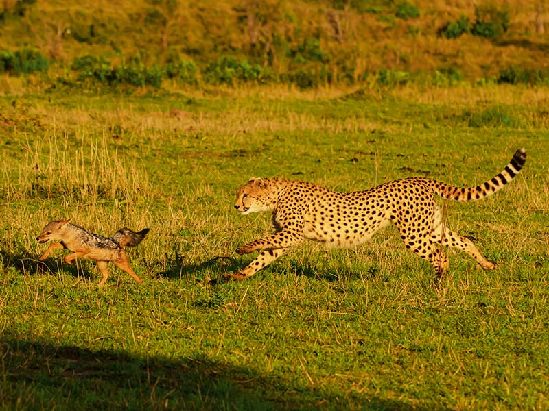 Roman Wildlife Foundation foto