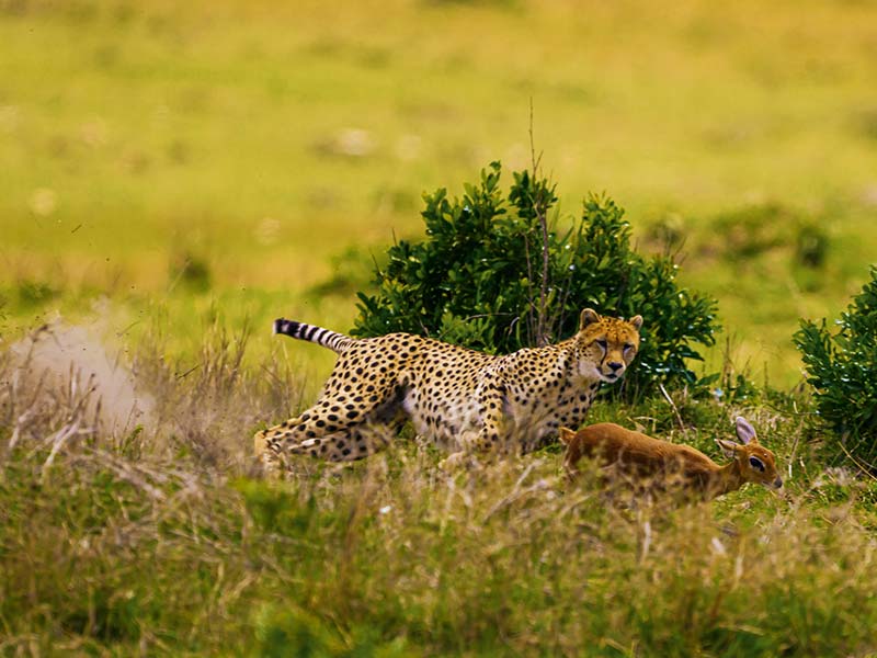 Roman Wildlife Foundation foto