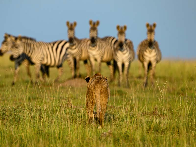 Roman Wildlife Foundation foto