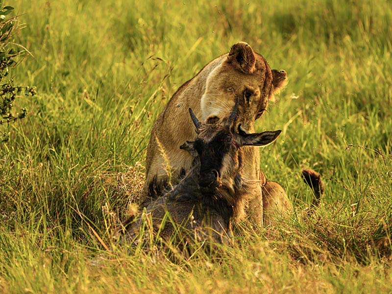 Roman Wildlife Foundation foto