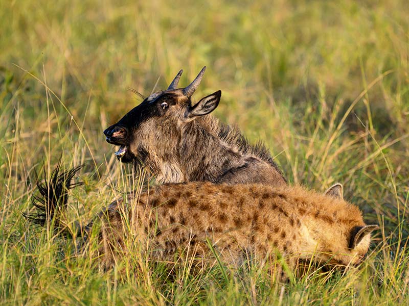 Roman Wildlife Foundation foto