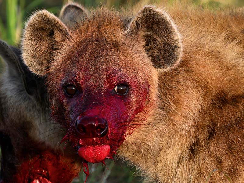 Roman Wildlife Foundation foto