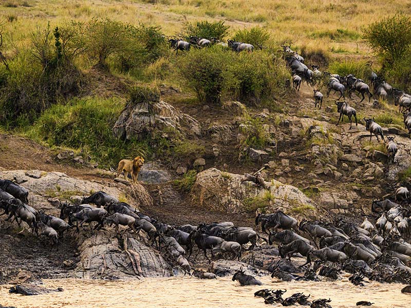 Roman Wildlife Foundation foto