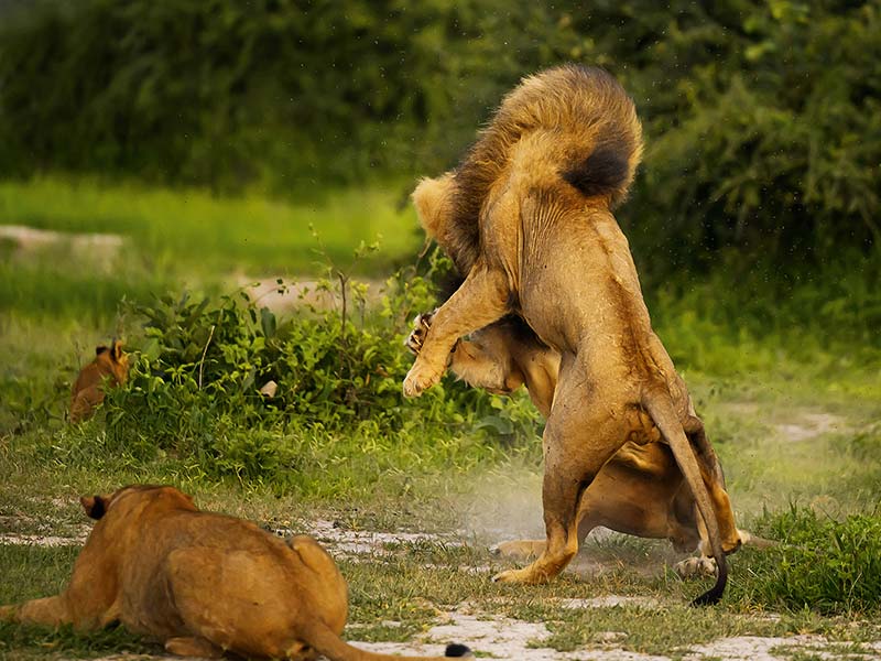 Roman Wildlife Foundation foto