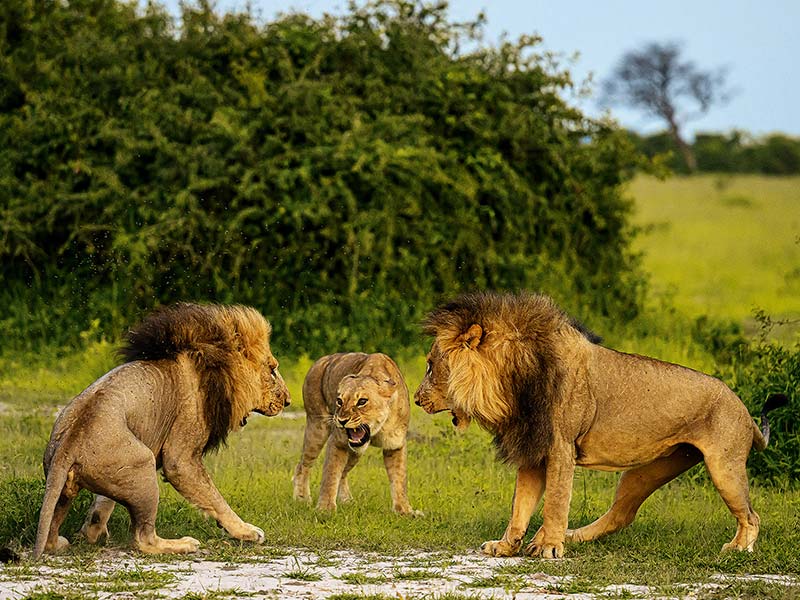 Roman Wildlife Foundation foto