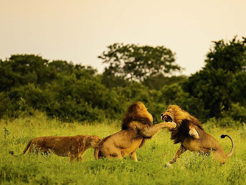 Roman Wildlife Foundation foto