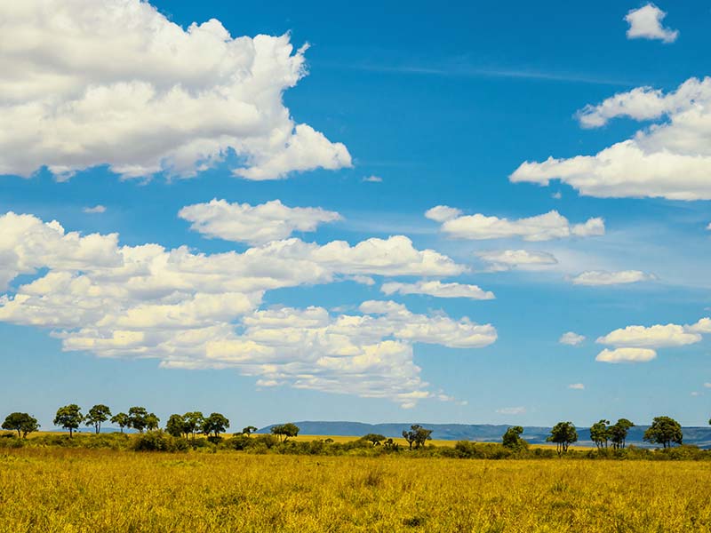 Roman Wildlife Foundation foto