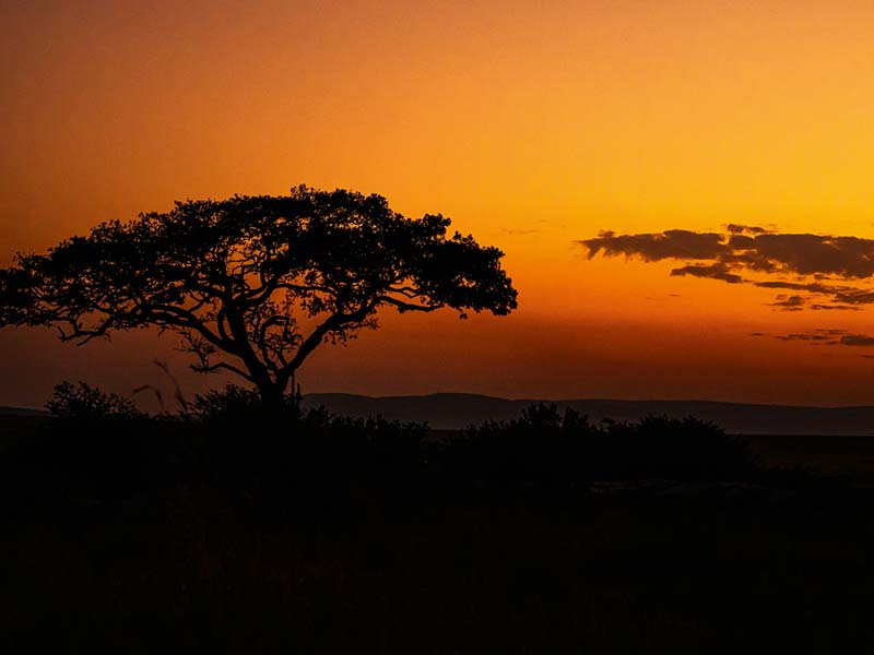 Roman Wildlife Foundation foto