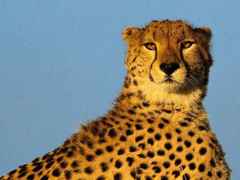 Roman Wildlife Foundation foto