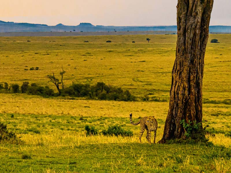 Roman Wildlife Foundation foto