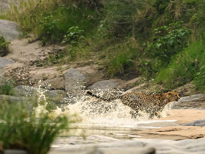 Roman Wildlife Foundation foto