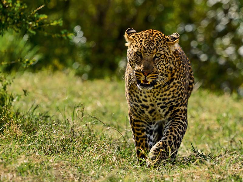 Roman Wildlife Foundation foto