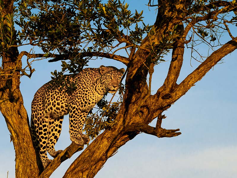 Roman Wildlife Foundation foto