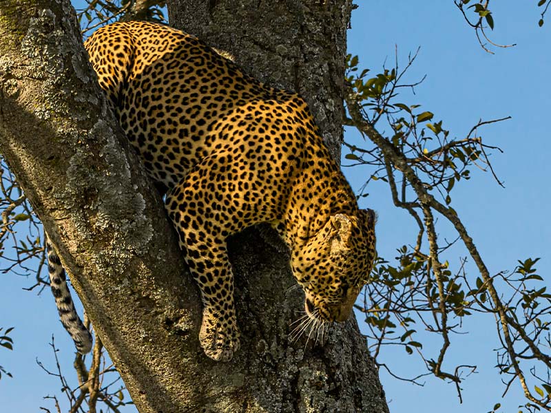 Roman Wildlife Foundation foto