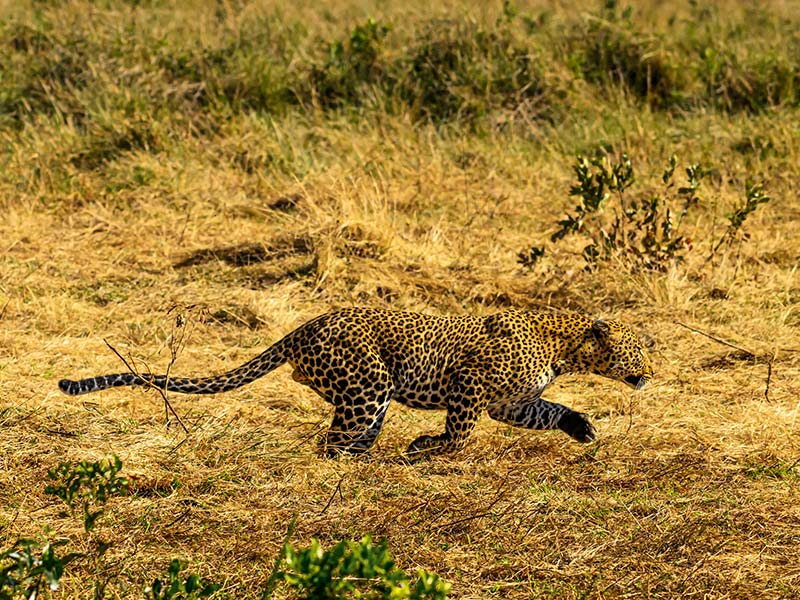 Roman Wildlife Foundation foto