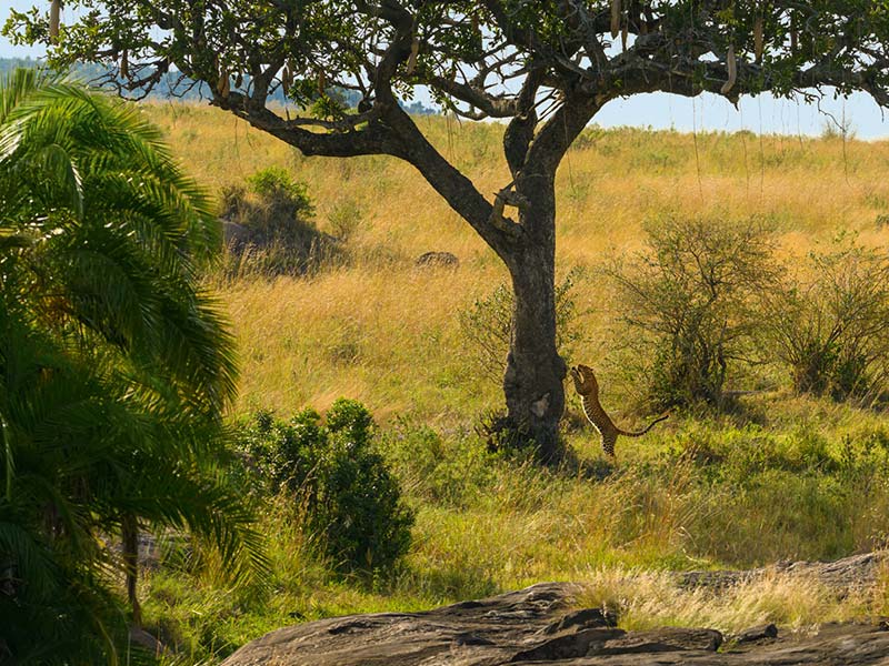 Roman Wildlife Foundation foto