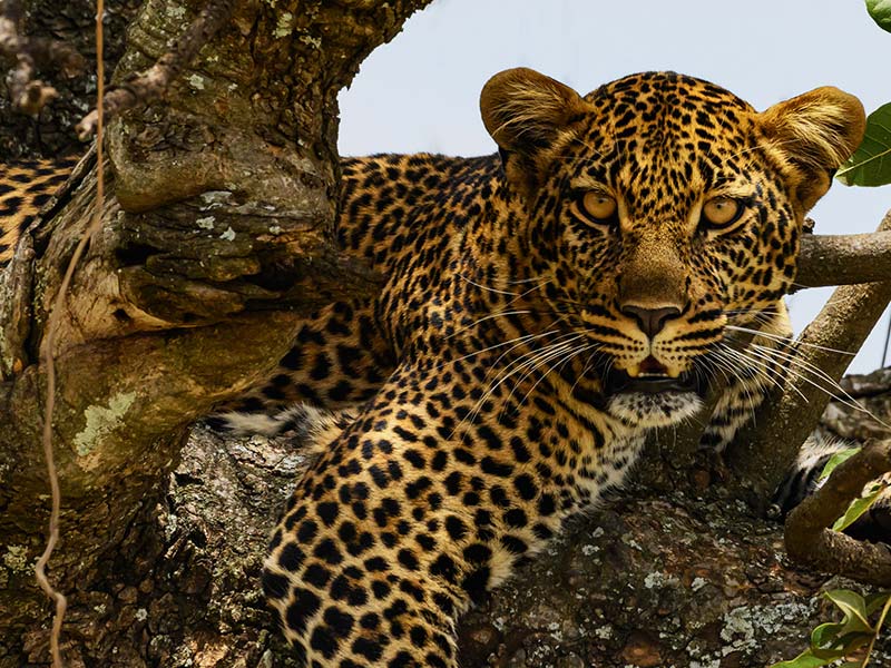 Roman Wildlife Foundation foto