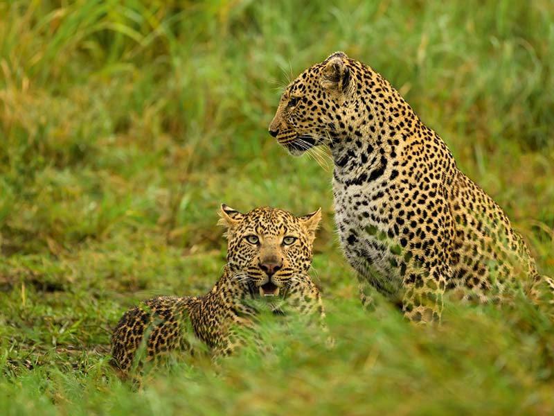 Roman Wildlife Foundation foto