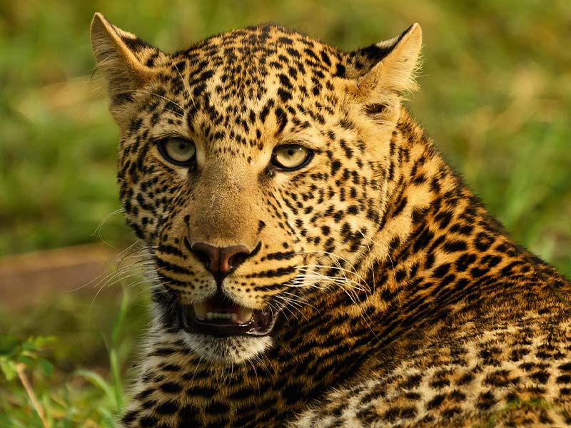 Roman Wildlife Foundation foto