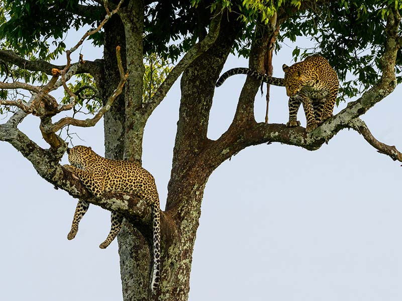 Roman Wildlife Foundation foto