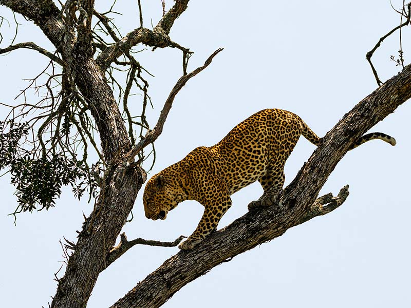 Roman Wildlife Foundation foto